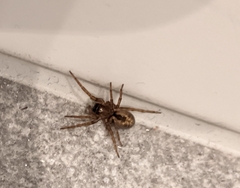 Amaurobius
