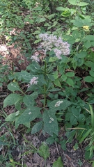 Eutrochium purpureum