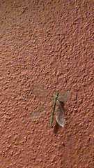 Distoleon tetragrammicus