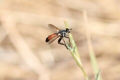 Cylindromyia intermedia