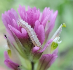 Castilleja lemmonii