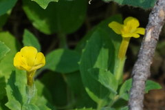 Erythranthe moschata