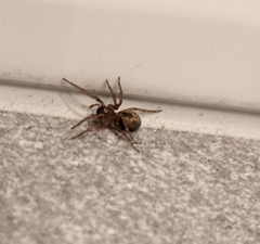 Amaurobius