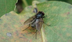 Hydrotaea dentipes