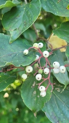 Cornus racemosa
