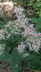 Eutrochium purpureum