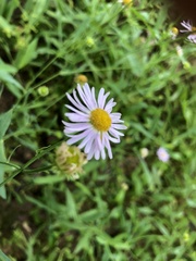 Boltonia montana