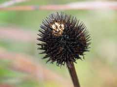 Echinacea