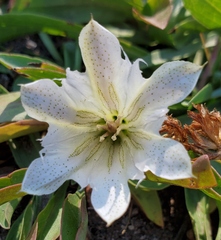 Gentiana newberryi