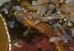 Paraclinus integripinnis