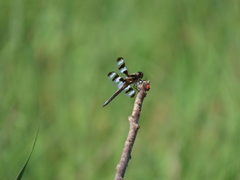 Libellula pulchella