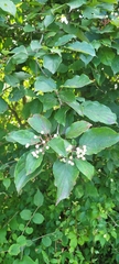 Cornus racemosa