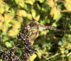 Sympetrum striolatum