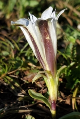 Gentiana newberryi