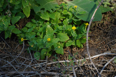 Erythranthe moschata