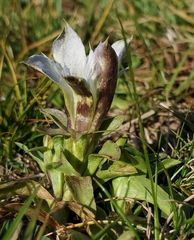 Gentiana newberryi