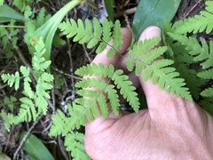 Gymnocarpium dryopteris