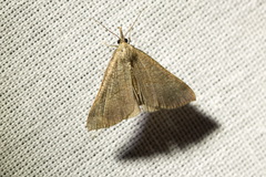 Hypena proboscidalis