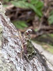 Enchophora sanguinea
