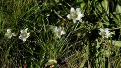 Gentiana newberryi