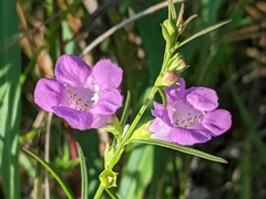 Agalinis purpurea