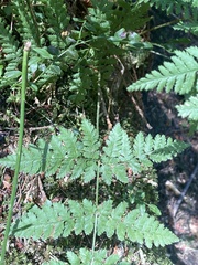 Dryopteris expansa