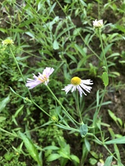 Boltonia montana