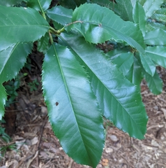 Photinia serratifolia