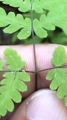 Gymnocarpium dryopteris