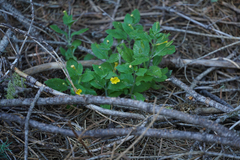Erythranthe moschata