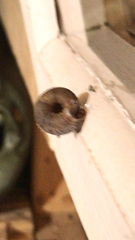 Discus rotundatus