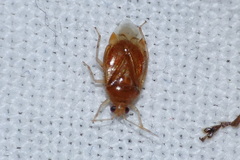 Deraeocoris lutescens
