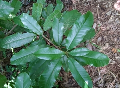 Photinia serratifolia