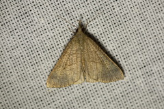 Hypena proboscidalis