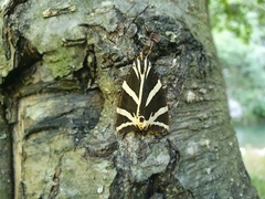 Euplagia quadripunctaria