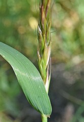 Elymus glaucus