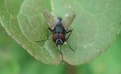 Hydrotaea dentipes