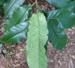 Photinia serratifolia