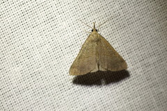 Hypena proboscidalis