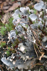 Peltigera polydactylon