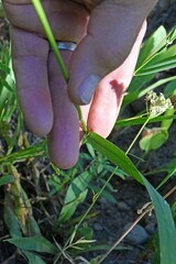 Elymus glaucus
