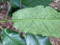 Photinia serratifolia