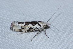 Ypsolopha sequella