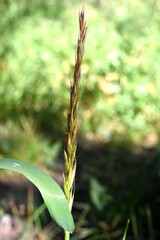 Elymus glaucus