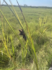 Schoenoplectus pungens