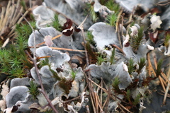 Peltigera polydactylon