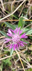 Centaurea jacea