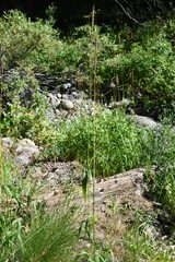 Elymus glaucus
