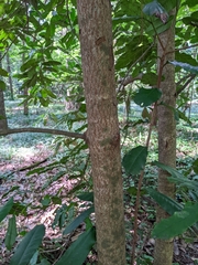 Photinia serratifolia
