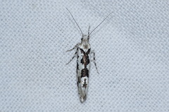 Ypsolopha sequella